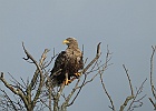 MMB 0694 havorn
